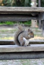 An Eastern Grey squirrel Royalty Free Stock Photo