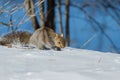 Eastern Grey Squirrel Royalty Free Stock Photo