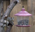 Eastern Grey Squirrel at Bird Feeder Royalty Free Stock Photo