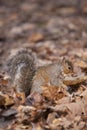 Eastern Grey Squirrel camoflauged in fallen leaves