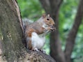 Eastern grey squirrel in Central Park Royalty Free Stock Photo