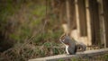 Eastern grey squirrel chews acorn in early spring Royalty Free Stock Photo
