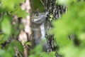 Eastern Gray Squirrel on a Sweetgum tree in Georgia Royalty Free Stock Photo