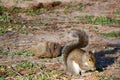 Eastern Grey Squirrel Eating Royalty Free Stock Photo