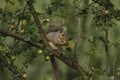 An Eastern Grey Squirrel eating a cherry on a tree branch Royalty Free Stock Photo