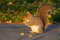 An Eastern Grey Squirrel Eating a Peanut Royalty Free Stock Photo