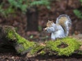 Grey Squirrel Eating Peanut on Moss Covered Log Royalty Free Stock Photo
