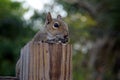 Eastern grey squirrel eating Royalty Free Stock Photo