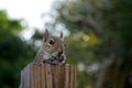 Eastern grey squirrel eating Royalty Free Stock Photo