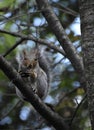 Eastern grey squirrel eating walnut Royalty Free Stock Photo