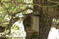 An Eastern grey squirrel enjoying a bird feeder 1