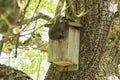 An Eastern grey squirrel enjoying a bird feeder 2