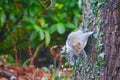 Eastern grey squirrel glanced on tree trunk Royalty Free Stock Photo