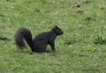 Eastern Grey Squirrel with melanism Royalty Free Stock Photo