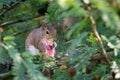 Eastern Grey Squirrel Munches on Mimosa Blossom, Winter Park, Florida