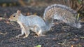 Eastern Grey Squirrel In Profile