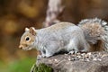 Eastern Grey Squirrel Ready To Jump (Sciurus Carolinensis)