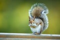 Eastern Grey Squirrel