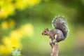 Eastern Grey Squirrel Royalty Free Stock Photo