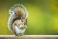 Eastern Grey Squirrel Royalty Free Stock Photo