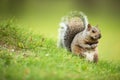 Eastern Grey Squirrel Royalty Free Stock Photo