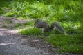 Eastern Grey Squirrel Sciurus carolinensis Royalty Free Stock Photo