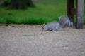 Eastern Grey Squirrel Sciurus carolinensis Royalty Free Stock Photo