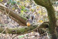 Eastern Grey Squirrel or Sciurus carolinensis eating an apple in a tree Royalty Free Stock Photo