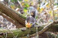 Eastern Grey Squirrel or Sciurus carolinensis eating an apple in a tree Royalty Free Stock Photo