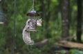 Eastern Gray Squirrel raiding bird seed feeder, Athens Georgia, USA Royalty Free Stock Photo