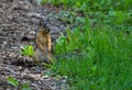 Eastern grey squirrel (Sciurus carolinensis) Royalty Free Stock Photo