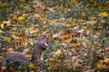 Eastern Grey Squirrel Sciurus carolinensis nibbling on a nut Royalty Free Stock Photo