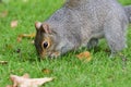 Eastern grey squirrel sciurus carolinensis Royalty Free Stock Photo