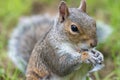 Eastern grey squirrel sciurus carolinensis portrait Royalty Free Stock Photo