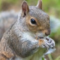 Eastern grey squirrel sciurus carolinensis portrait Royalty Free Stock Photo