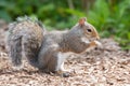 Eastern grey squirrel sciurus carolinensis portrait Royalty Free Stock Photo