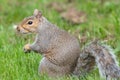 Eastern grey squirrel sciurus carolinensis portrait Royalty Free Stock Photo