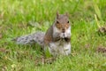 Eastern grey squirrel sciurus carolinensis portrait Royalty Free Stock Photo