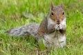 Eastern grey squirrel sciurus carolinensis portrait Royalty Free Stock Photo