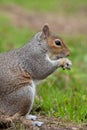 Eastern grey squirrel sciurus carolinensis portrait Royalty Free Stock Photo