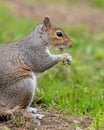 Eastern grey squirrel sciurus carolinensis portrait Royalty Free Stock Photo