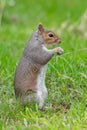 Eastern grey squirrel sciurus carolinensis portrait Royalty Free Stock Photo