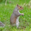 Eastern grey squirrel sciurus carolinensis portrait Royalty Free Stock Photo