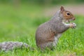 Eastern grey squirrel sciurus carolinensis portrait Royalty Free Stock Photo