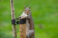 Eastern grey squirrel sciurus carolinensis portrait Royalty Free Stock Photo