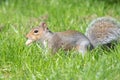 Eastern grey squirrel sciurus carolinensis portrait Royalty Free Stock Photo