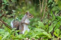 Eastern grey squirrel sciurus carolinensis portrait Royalty Free Stock Photo
