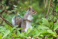 Eastern grey squirrel sciurus carolinensis portrait Royalty Free Stock Photo