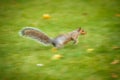 Eastern Grey Squirrel Royalty Free Stock Photo
