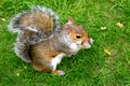 Eastern Grey Squirrel (Sciurus carolinensis) St James Park London eating a piece of apple Royalty Free Stock Photo